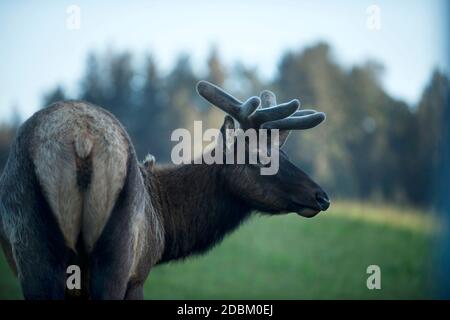 Young Roosevelt elkÃ‚Â (Cervus canadensisÃ‚Â roosevelti) Bulle, Redwoods, Kalifornien, USA Stockfoto