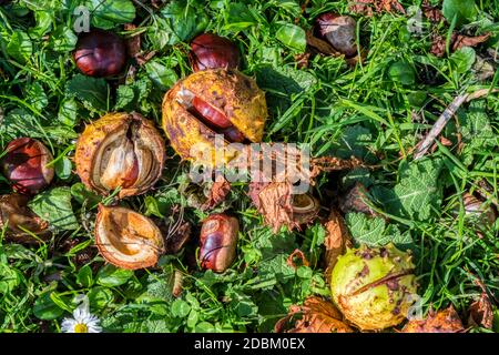 Gefallene Conker, die ungesammelt unter einem Kastanienbaum, Aesculus hippocastanum, auf dem Boden liegen. Stockfoto