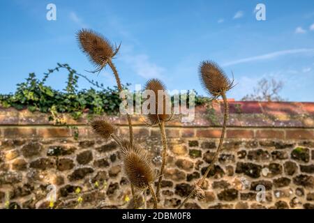 Getrocknete Samenköpfe aus gewöhnlichem Teelöffel, Dipsacus fullonum, wachsen an einer Wand in Norfolk. Stockfoto