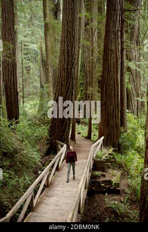 Frau, die entlang einer Fußgängerbrücke in Redwood Forest, Redwoods, Kalifornien, USA, geht Stockfoto