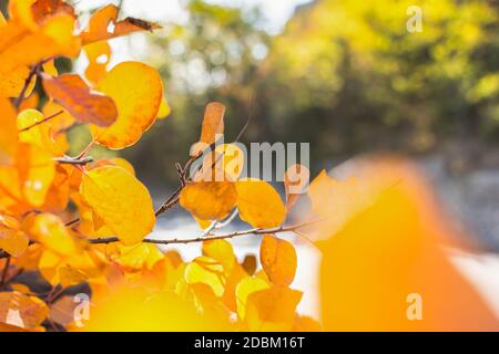 Abstrakter Hintergrund von gelben Blättern im Sonnenlicht. Herbstlandschaft mit verschwommenem Hintergrund und Bokeh. Zweige mit gelben und orangen Blättern einer Beec Stockfoto