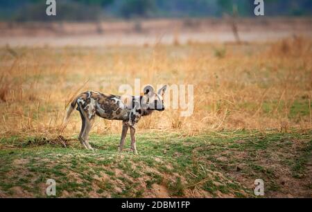 Afrikanischer Wildhund (Lycaon pictus) oder bemalter Hund, South Luangwa National Park, Mfuwe, Sambia, Afrika Stockfoto
