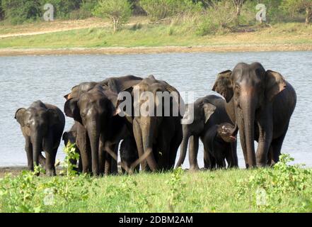 Herde nach einem Bad im Stausee. Der srilankische Elefant ist eine von drei anerkannten Unterarten des asiatischen Elefanten und in Sri Lanka heimisch. Minneriya Nationalpark. Stockfoto