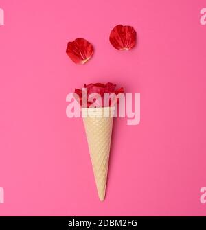 Blühende rote Rose in einem Waffelkegel auf einem rosa Hintergrund, Draufsicht Stockfoto