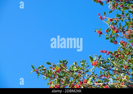 Reife rote Stechbeeren auf Stechpalme Ast (ilex aquifolium) Im Herbst November und blauen Himmel Kopieplatz in Carmarthenshire WALES GROSSBRITANNIEN KATHY DEWITT Stockfoto