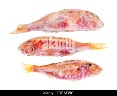 Drei gefrorene rote Meerbarsche isoliert auf weißem Hintergrund Stockfoto