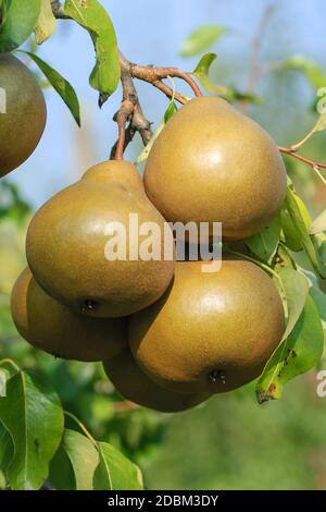Birne (Pyrus Communis 'Uta') Stockfoto