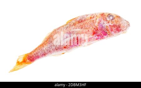 Tiefgefrorener roter Meerbarsch isoliert auf weißem Hintergrund Stockfoto