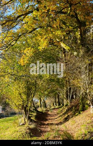 Ein Baum gesäumt ländlichen Land Herbst Spur alten Drovers Spur Bildung eines Tunnels im November Herbst Carmarthenshire West Wales Großbritannien KATHY DEWITT Stockfoto