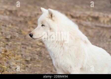 Der Polarwolf steht auf den grauen Felsen und schaut in die Ferne. Canis lupus arctos. Tiere in der Tierwelt. Stockfoto