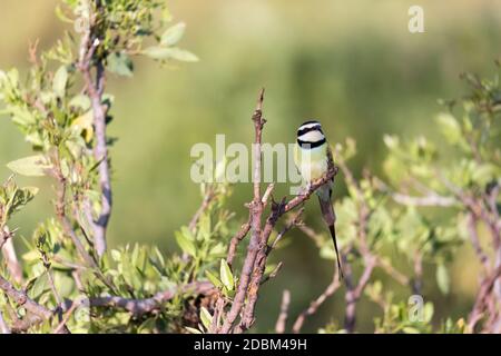 Der Vogel Local sitzt auf einem Zweig in Kenia Stockfoto