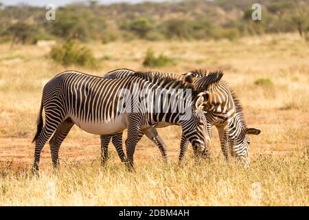Ein Grevy Zebras grasen in der Landschaft von Samburu in Kenia Stockfoto