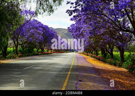 Jacaranda Avenue, Südafrika Stockfoto