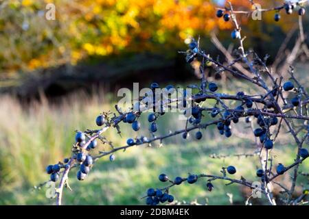 Schlehe wild blau Schlehe Beeren Schlehe bereit zum Pflücken auf Dorniger Strauch im Dyfed Carmarthenshire Countryside Wales Großbritannien Großbritannien 2020 KATHY DEWITT Stockfoto