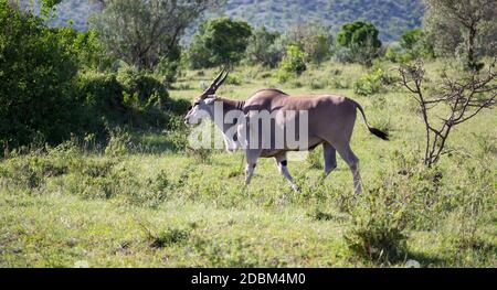 Die Elands die größte Antilope in Kenias Savanne Stockfoto