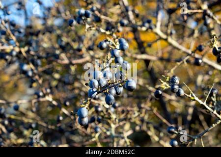 Schlehe wild blau Schlehe Beeren bereit für die Ernte auf dornig Strauchbaum im Dyfed Carmarthenshire Countryside Wales UK 2020 KATHY DEWITT Stockfoto