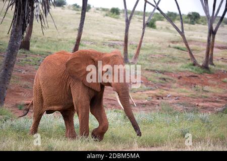 Der rote Elefant wandert zwischen Palmen und Bäumen Stockfoto