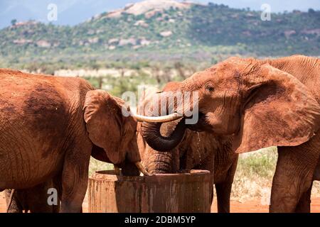Einige Elefanten trinken Wasser aus einem Wassertank Stockfoto