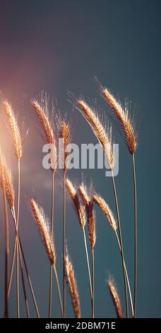 Wunderschöne Golden RIPE Weizenstiele über dunklem Himmel im milden Sunset Light. Natürlicher Hintergrund. Landwirtschaft und Ernte. Nahaufnahme Foto. Stockfoto