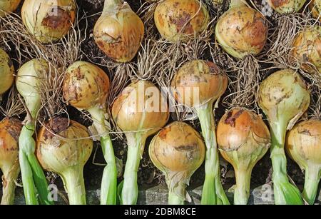 Selbst angebaute Zwiebelernte 'Hisky' angehoben und trocknet im Sommer Sonnenschein im englischen Garten, England Großbritannien Stockfoto