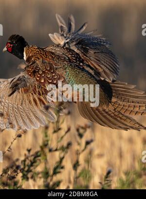 Ein Flying Rooster Pheasant in North Dakota Stockfoto