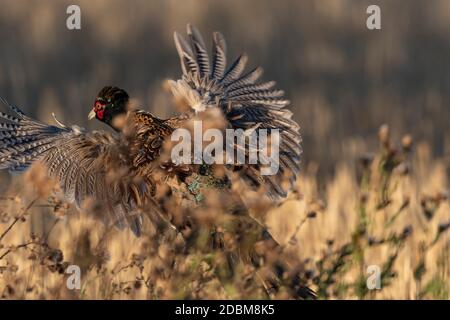 Ein Flying Rooster Pheasant in North Dakota Stockfoto