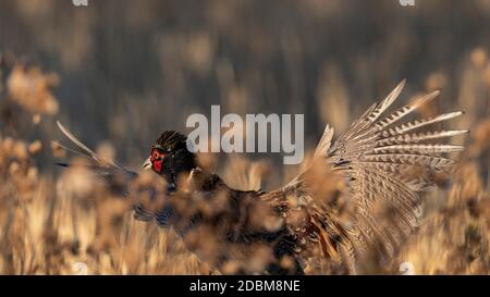 Ein Flying Rooster Pheasant in North Dakota Stockfoto