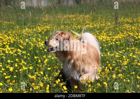 Golden Retriever Mix steht zwischen gelben Blüten Stockfoto