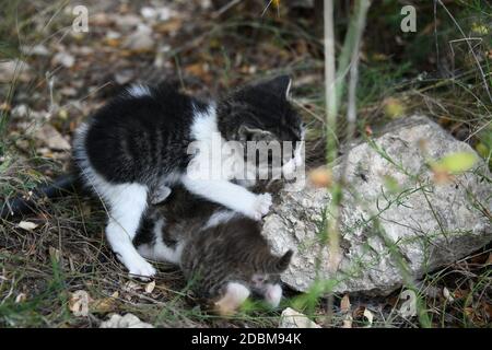 Ein kleines, junges Kätzchen, das aus Hunger nach seiner Mutter ruft, Provinz Alicante, Spanien Stockfoto