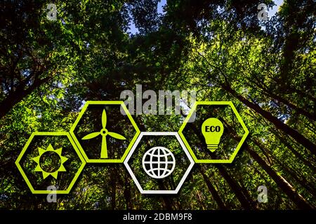 Vier Nachhaltigkeitssymbole in Hexagon-Form vor einem Üppiger Grüner Wald Stockfoto