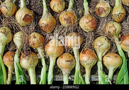 Selbst angebaute Zwiebelernte 'Hisky' angehoben und trocknet im Sommer Sonnenschein im englischen Garten, England Großbritannien Stockfoto