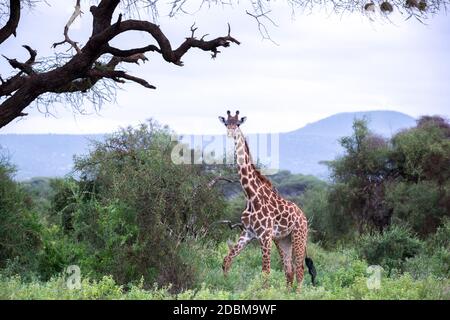 Eine Giraffe spazieren in der Savanne zwischen den Pflanzen Stockfoto