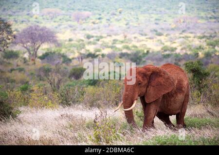 Der rote Elefant wandert zwischen Palmen und Bäumen Stockfoto