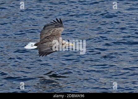 Seeadler (Haliaeetus albicilla) Erwachsener im Flug tief über dem Meer Rausu, Hokkaido, Japan März Stockfoto