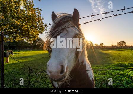 Pferde in einem Feld unter der Annäherung an den Flughafen London Heathrow, Großbritannien, an einem hellen Herbstmorgen. Warmes, frühes Licht. Sonnenaufgang im Morgengrauen. Langes Vordergelenke Pferd