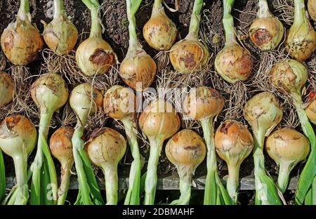 Selbst angebaute Zwiebelernte 'Hisky' angehoben und trocknet im Sommer Sonnenschein im englischen Garten, England Großbritannien Stockfoto