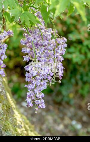 Japanischer Blauregen (Wisteria floribunda 'Violacea Plena'), Stockfoto