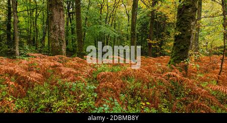 Rote Farne und herbstliche Wälder im Dartmoor National Park Stockfoto