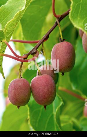 Mini-Kiwi (Actinidia arguta WEIKI®) Stockfoto