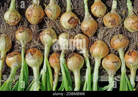 Selbst angebaute Zwiebelernte 'Hisky' angehoben und trocknet im Sommer Sonnenschein im englischen Garten, England Großbritannien Stockfoto