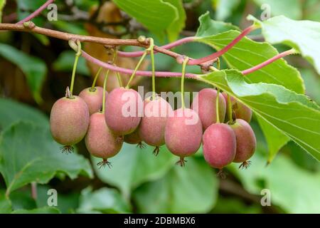 Mini-Kiwi (Actinidia arguta WEIKI®) Stockfoto