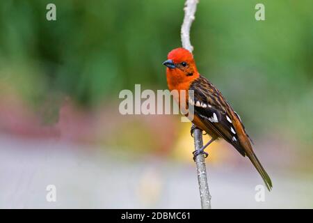 Ein männlicher flammenfarbener Tanager, Piranga bidentata, thront Stockfoto