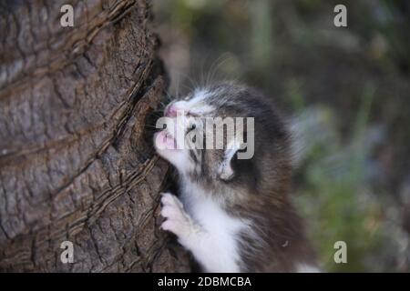 Ein kleines, junges Kätzchen, das aus Hunger nach seiner Mutter ruft, Provinz Alicante, Spanien Stockfoto