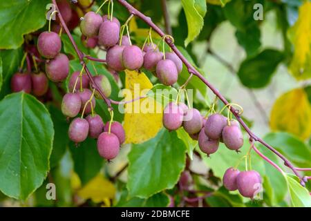 Mini-Kiwi (Actinidia arguta WEIKI®) Stockfoto