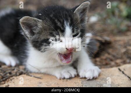 Ein kleines, junges Kätzchen, das aus Hunger nach seiner Mutter ruft, Provinz Alicante, Spanien Stockfoto