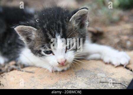 Ein kleines, junges Kätzchen, das aus Hunger nach seiner Mutter ruft, Provinz Alicante, Spanien Stockfoto