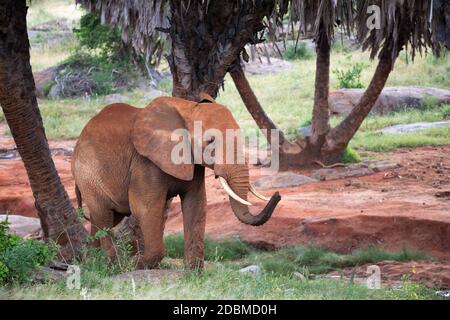 Der rote Elefant wandert zwischen Palmen und Bäumen Stockfoto