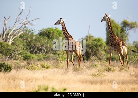 Giraffen stehen zwischen Busch und Bäumen in der Savanne Kenias Stockfoto