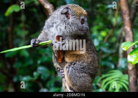 Ein kleiner Lemur auf einem Ast frisst auf einem Grashalm Stockfoto