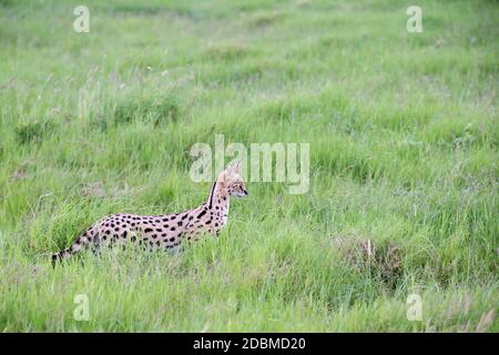 Eine Servalkatze im Grasland der Savanne in Kenia Stockfoto